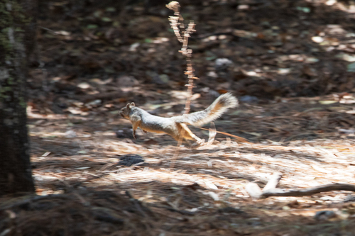 Mexican Fox Squirrel observed by mattbecker