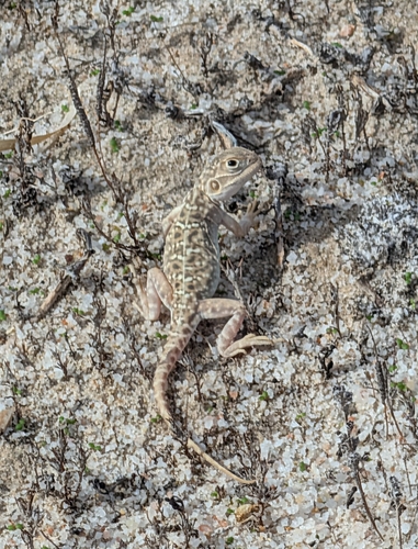 Ctenophorus salinarum, 2026-04-04