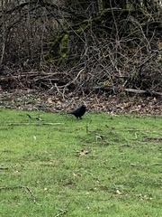 Corvus brachyrhynchos caurinus