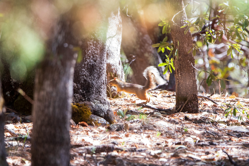 Mexican Fox Squirrel observed by mattbecker