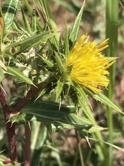 Berkheya pinnatifida