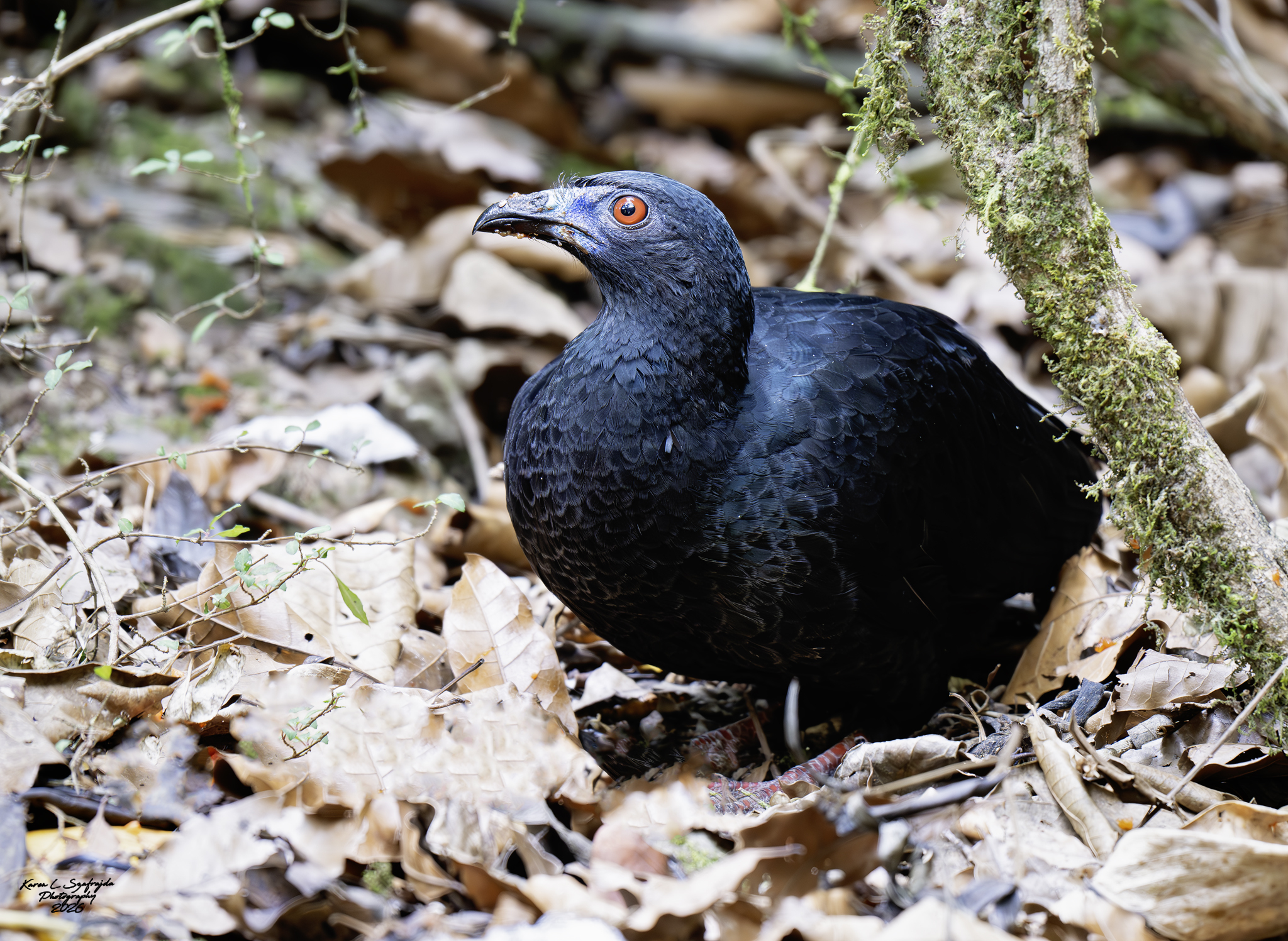 Black Guan (Chamaepetes unicolor), photo 6