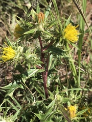 Berkheya pinnatifida