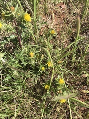 Berkheya pinnatifida