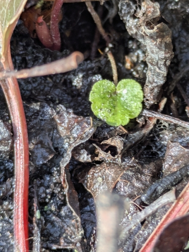 naked bishop's cap (Mitella nuda)