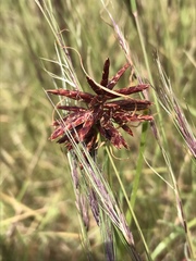 Cyperus usitatus