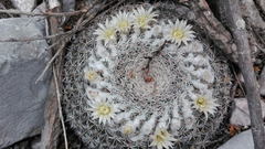 Mammillaria chionocephala