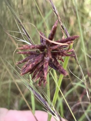 Cyperus usitatus