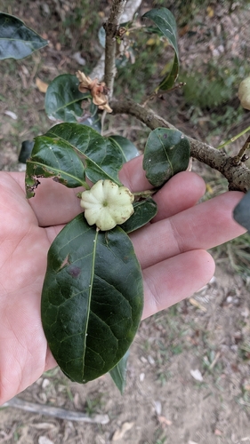 Cheese Tree (Glochidion ferdinandi)