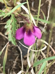 Hermannia coccocarpa