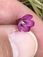 Hermannia coccocarpa