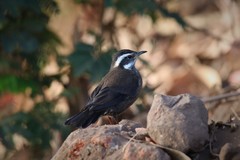 Cinclodes