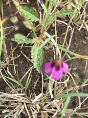 Hermannia coccocarpa