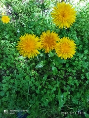 Crepis paludosa
