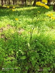 Crepis paludosa