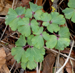 Aquilegia vulgaris