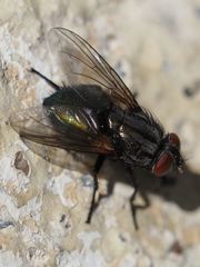 Protocalliphora azurea