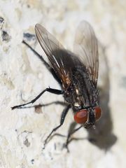 Protocalliphora azurea