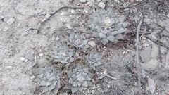 Ariocarpus retusus retusus