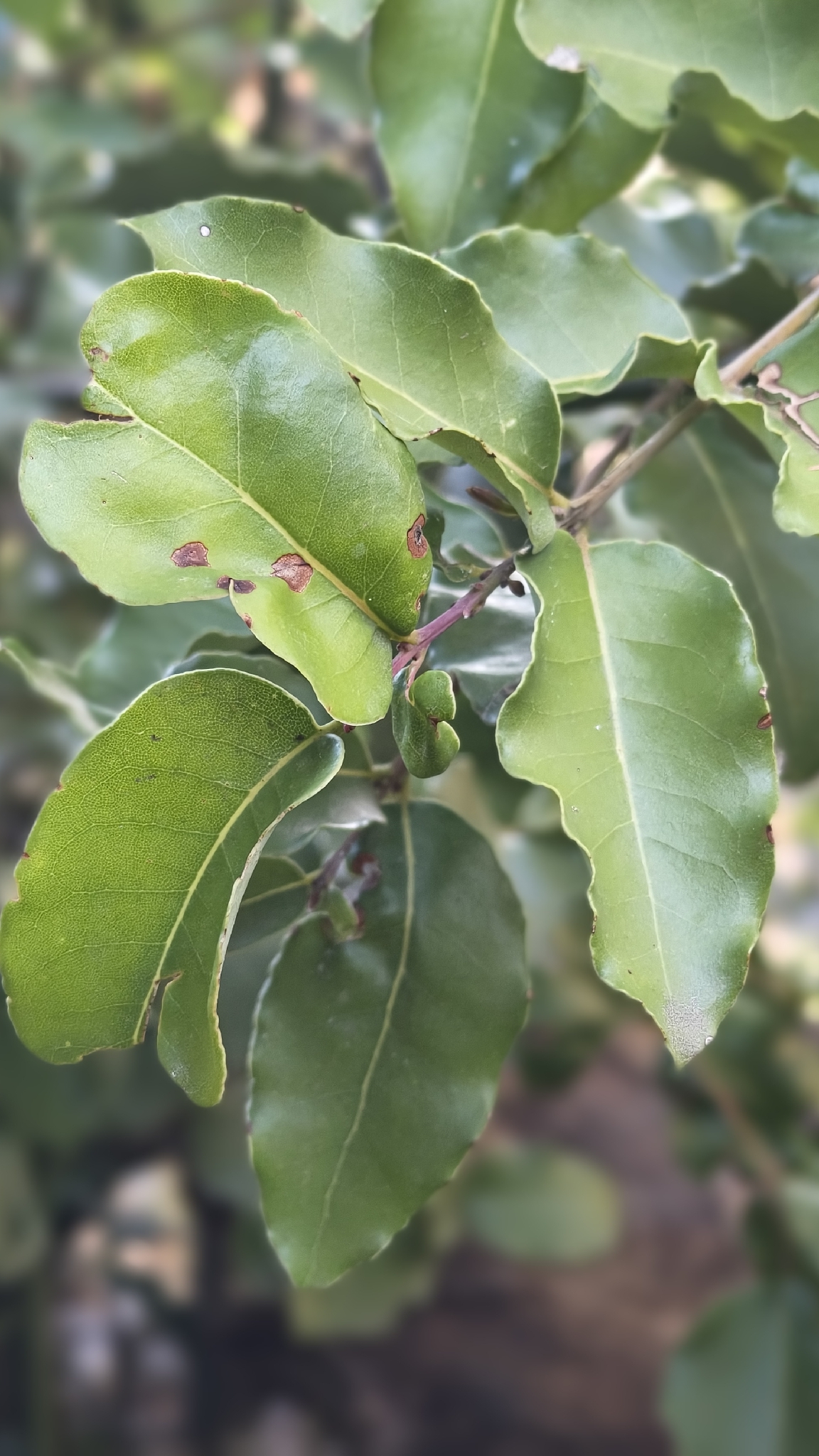 Peumo (Cryptocarya alba)