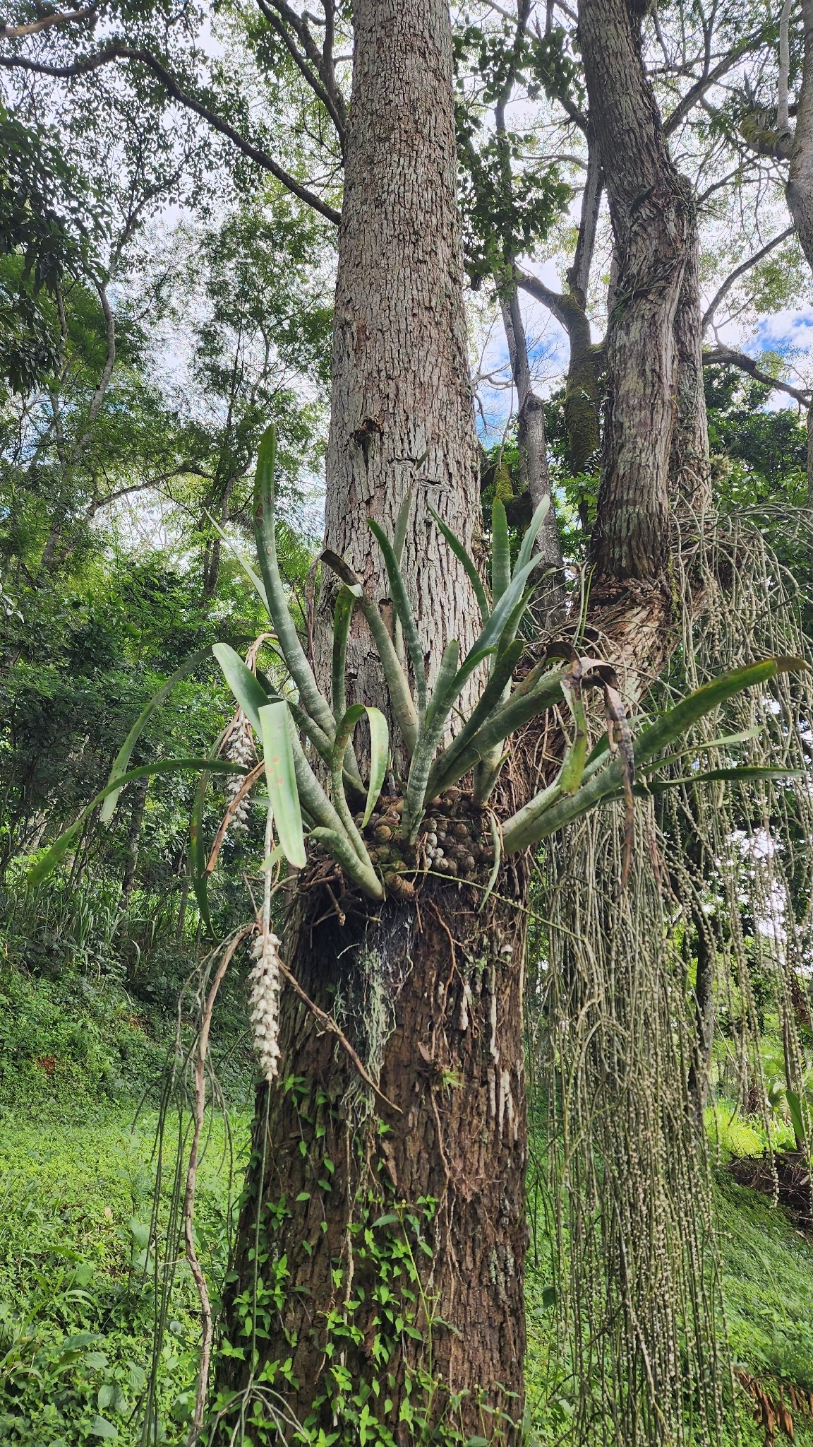 Billbergia zebrina