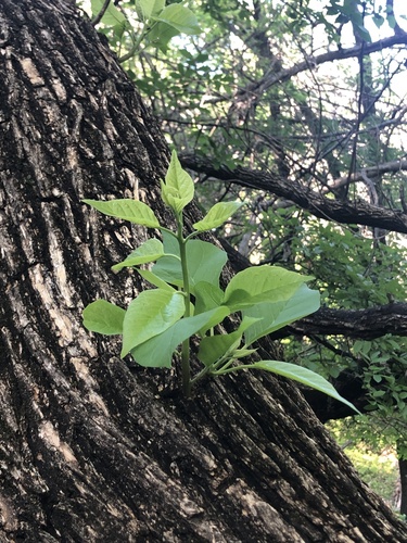 Osage-orange (Maclura pomifera)