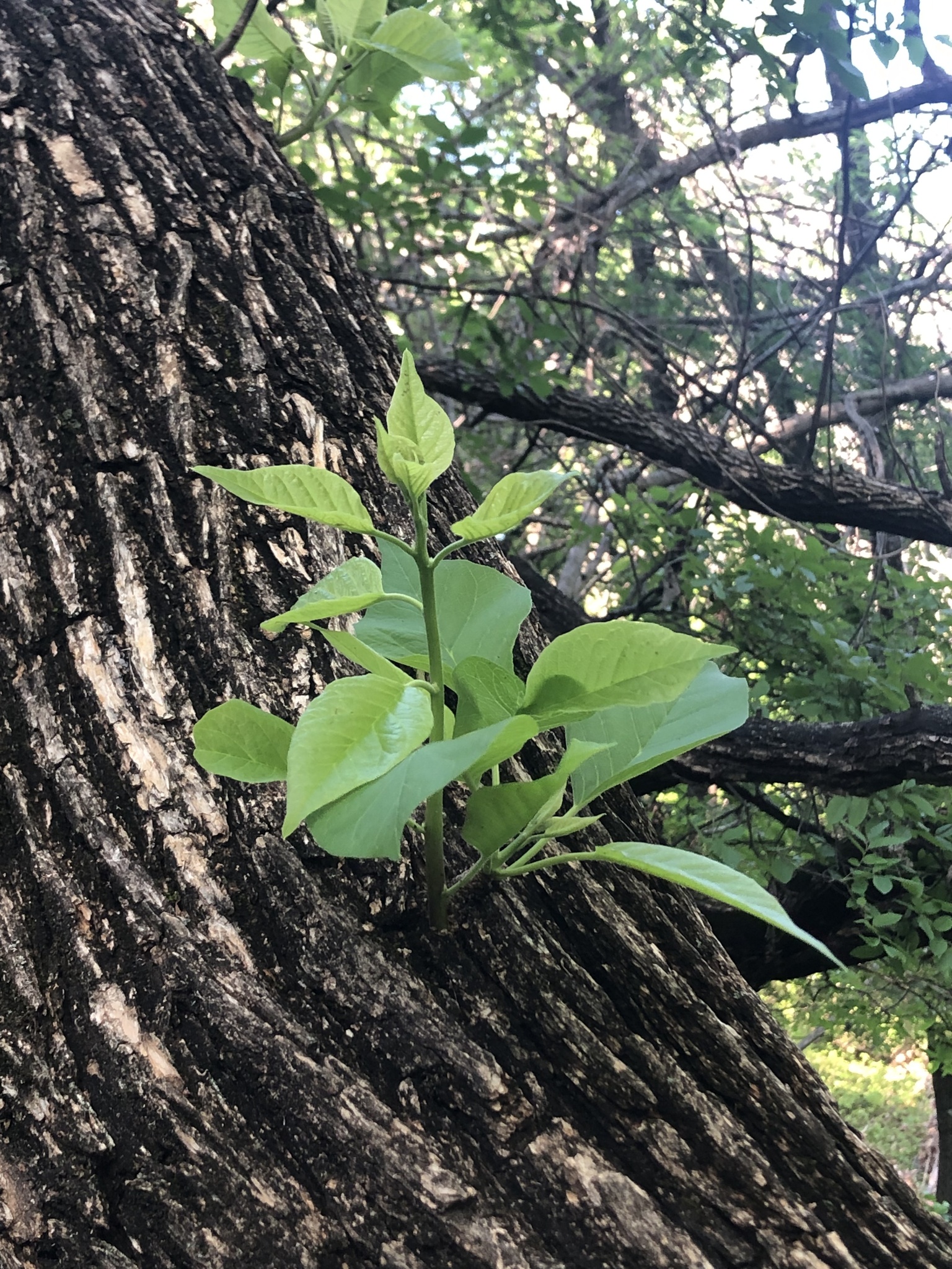 Osage-Orange (Maclura pomifera)