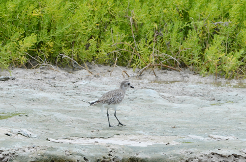 iNaturalist: (c) squamatologist, some rights reserved (CC BY-NC), uploaded by squamatologist iNaturalist image