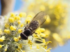 Melangyna quadrimaculata