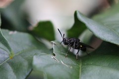 Cyphomyia albitarsis