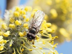 Melangyna quadrimaculata