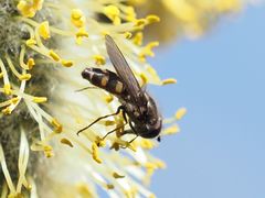 Melangyna quadrimaculata