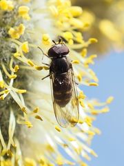 Melangyna quadrimaculata