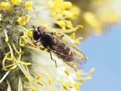 Melangyna quadrimaculata
