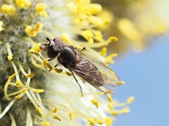 Melangyna quadrimaculata