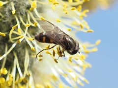 Melangyna quadrimaculata