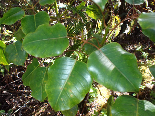 Cheirodendron trigynum observed 2026-04-04