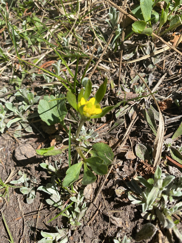 Graceful Buttercup (Ranunculus inamoenus)