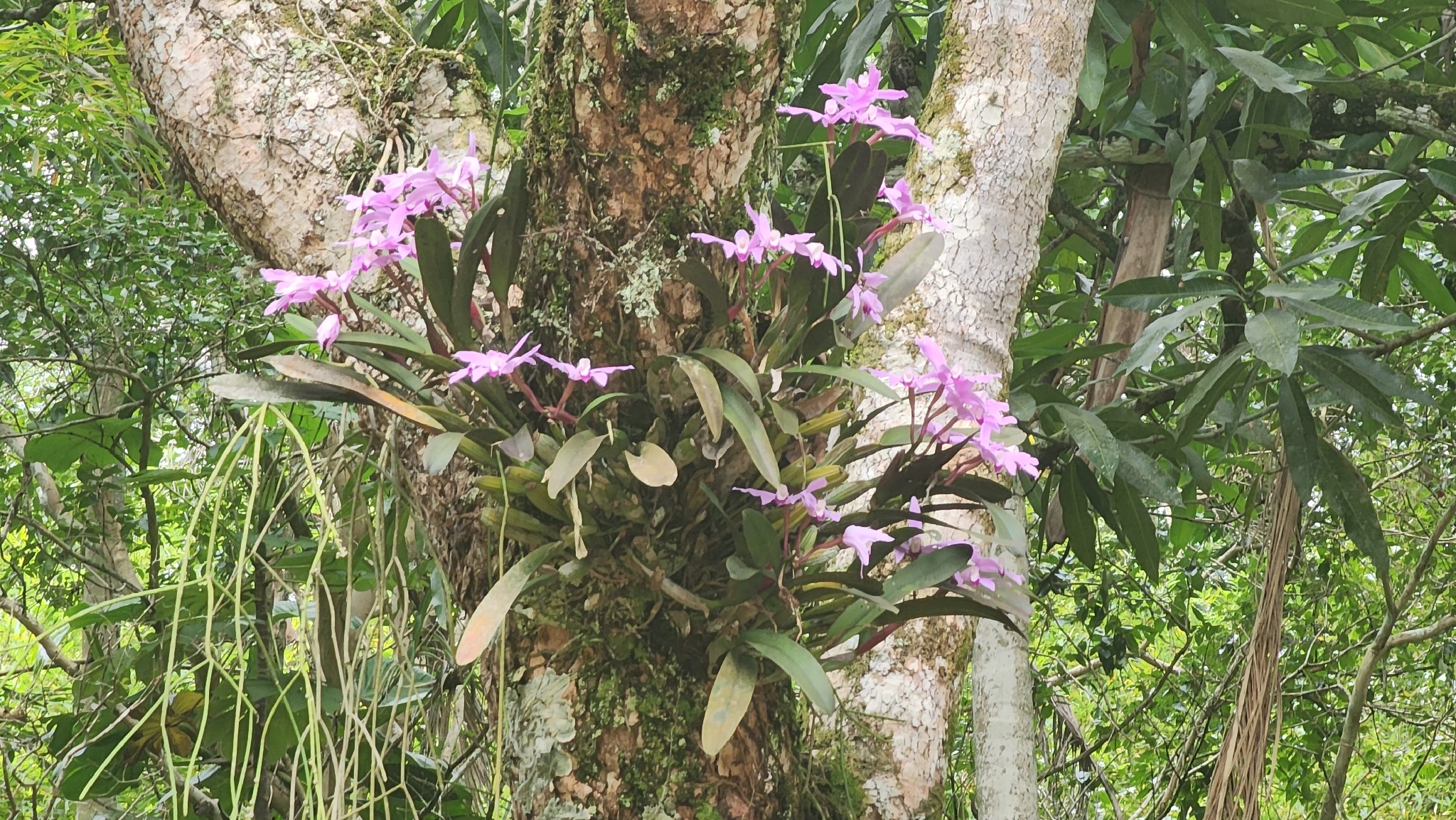 Cattleya perrinii