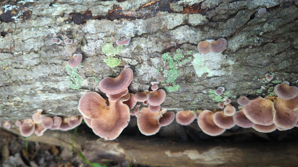 Panus lecomtei · April 2026 · photo: © miketilley (iNaturalist, cc-by)