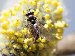 Melangyna lasiophthalma