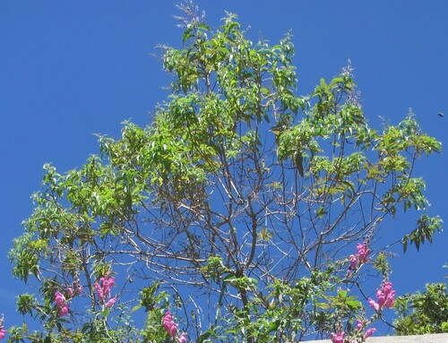 Aloysia citriodora iNat (1)