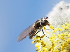 Melangyna quadrimaculata