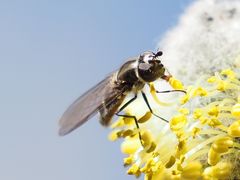 Melangyna quadrimaculata