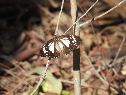 Swamp Tiger Butterfly photo 2