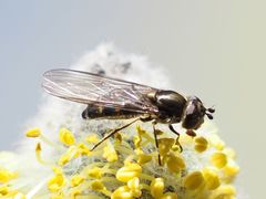 Melangyna quadrimaculata