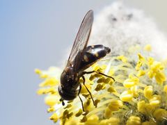 Melangyna quadrimaculata