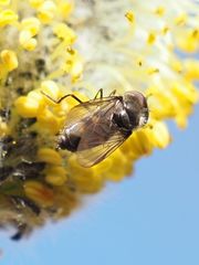 Melangyna quadrimaculata