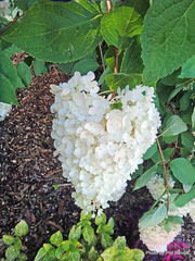 Hydrangea paniculata grandiflora