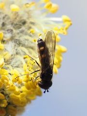 Melangyna quadrimaculata